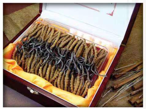 红花岗冬虫夏草回收